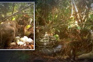Gato montés lucha contra pitón.