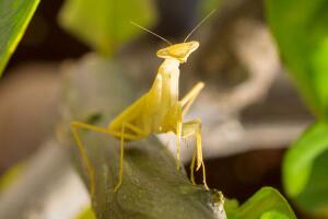 ISRAEL-ANIMAL-MANTIS-RELIGIOSA