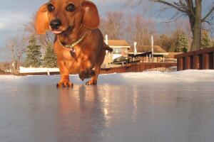 Dachshund on Ice