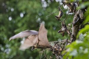 Annual Bat Migration