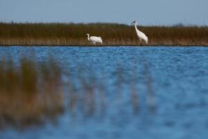 Climate Saving Cranes Habitat