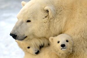 A mother polar bear plays with two of he