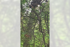 Keller-serpiente-sube-árbol