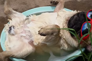 cachorroengracado.png