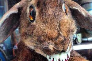 craptaxidermy.jpg
