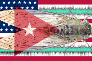cubapropublica1.jpg
