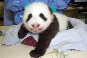 Baby Panda