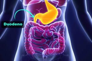 duodeno-estomago-anatomia-0716-630x482.jpg