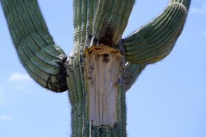 Heat Wave Phoenix Weather