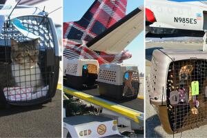 Mascotas rescatadas California