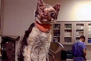 scarlett-gato-historia-incendio.jpg