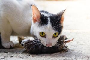 Gato cazador