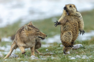 marmota-zorrotibetano.png