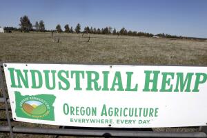 Marijuana to Hemp CBD Boom