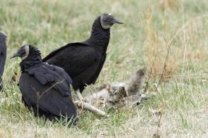 Black Vultures Calves