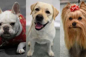 Estas son las razas de perros más populares entre los ladrones en Estados Unidos.