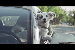 mascotas en el carro