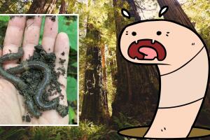 gusano saltarín california