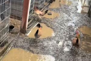 Pelea de gallos en California