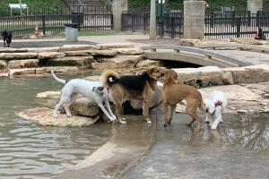 PERROS GALERIA/16-PERRO.jpg