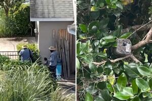 Los delincuentes se disfrazaban de jardineros para vigilar casas y negocios en Central Florida.