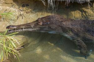 Tomistoma