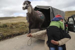 Ecuador Llama Races