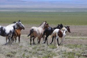 Trump Bureau Of Land Management Budget Seeks To Cull U.S. Wild Horses