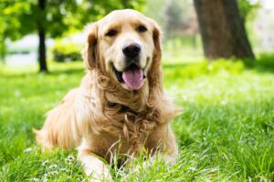 Golden Retriever