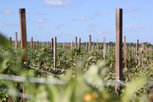 Immokalee Miedo 4 Tomates