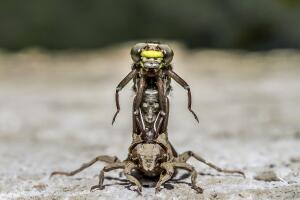 The British Wildlife Photography Awards 2016