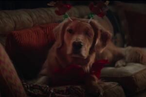 hawkeye perro lucky.jpg