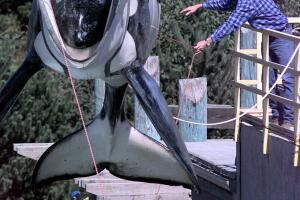 keiko-orca-asesina.jpg