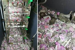 Rata irrumpe en un cajero automático de India se comé cerca de 18 mil dólares en efectivo: fotos