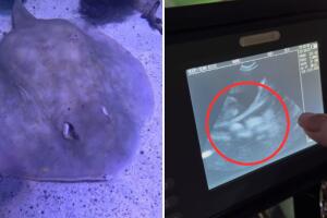 mantarraya_charlotte