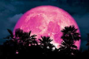 grosby_luna_rosa.jpg