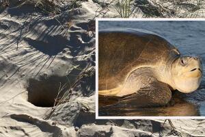 Nido de tortugas 1.jpg