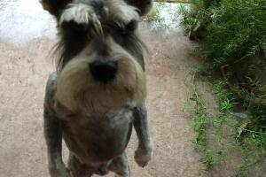 mascotas-enojadas2.jpg