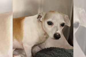 sospechoso-hirió-perro-chihuahua-abandonado-Dallas