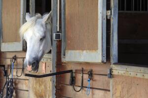 France Horses Killed