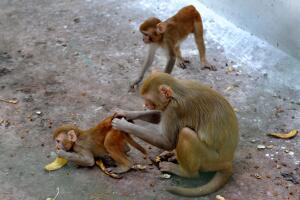 Monos Rhesus