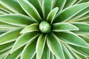 Propiedades-del-agave-2.jpg