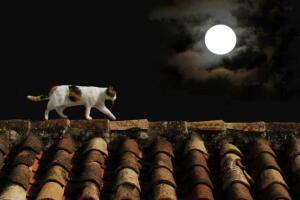 animais_na_lua_cheia5.jpg