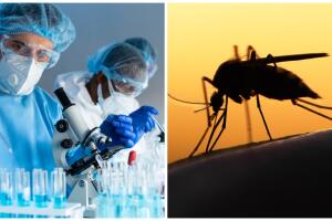 ¿Mosquitos hechos por humanos? Video causa polémica.