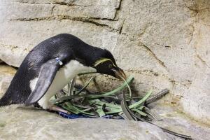 Pingüinos del acuario Shedd