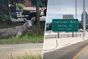 Fue visto en calles de Tampa