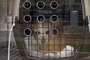 oakland dog 4.JPG