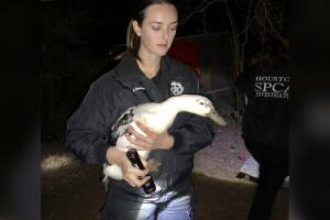 ANIMALES/ANIMALES-RESCATADOS1.jpg