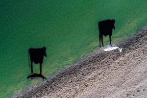 Two moo by Luke Bell.jpg