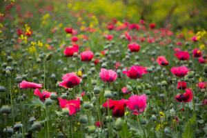 Enormes sembrados de amapola en México confirman la producción de heroína a gran escala en el país, controlada principalmente por grupos del crimen organizado. 
